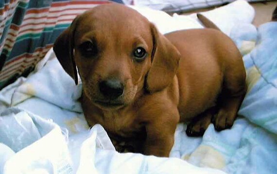 CROA - Centro de Recolha Oficial de Matosinhos