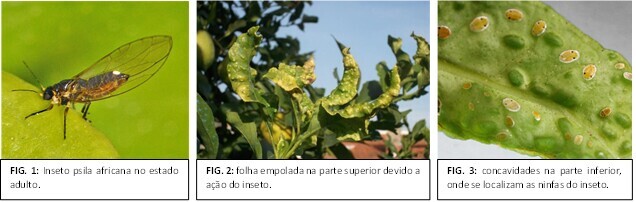 PSILA AFRICANA DOS CITRINOS