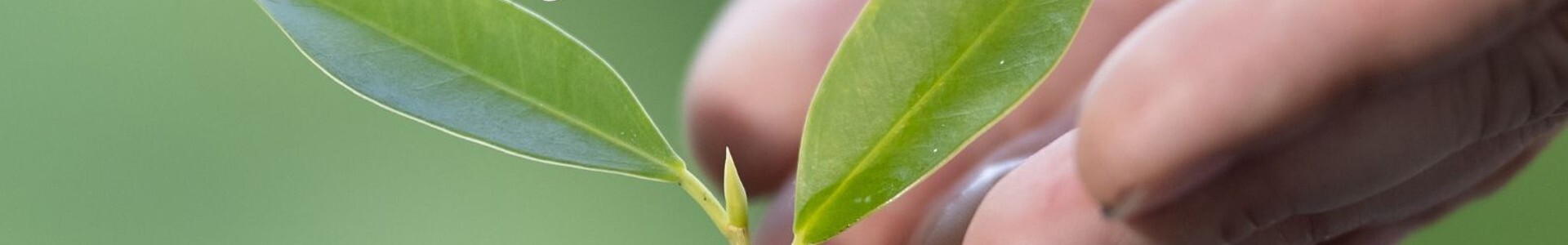 imagem_devolver_a_terra_o_seu_valor_1_2500_2500