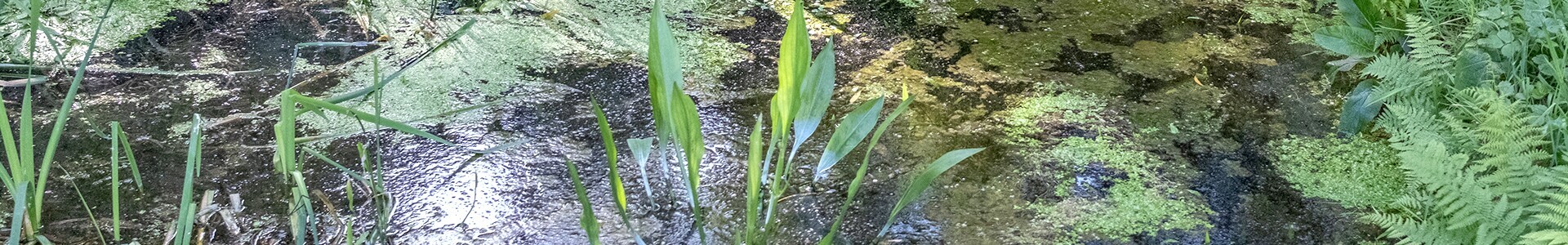 imagem Projeto BioAqua Matosinhos